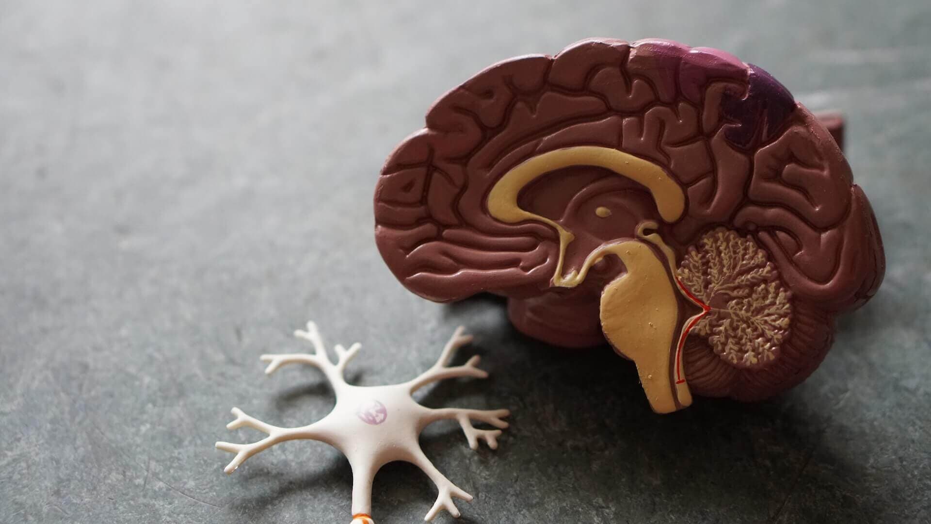A cross-section of a brain.